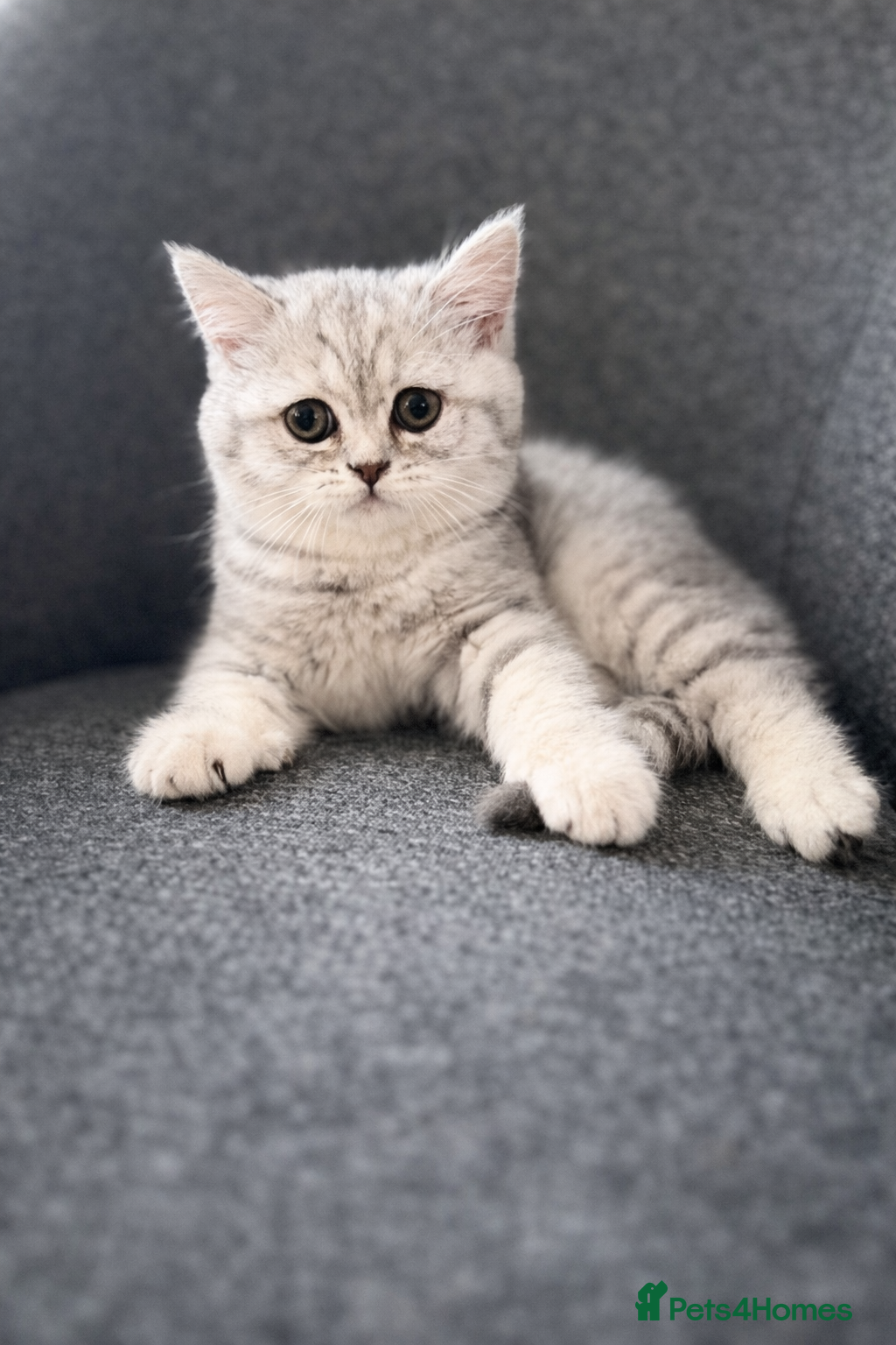 British Shorthair cats Adorable BSH/BLH kittens  - Advert 2