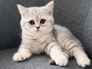 British Shorthair cats Adorable BSH/BLH kittens - Advert 2