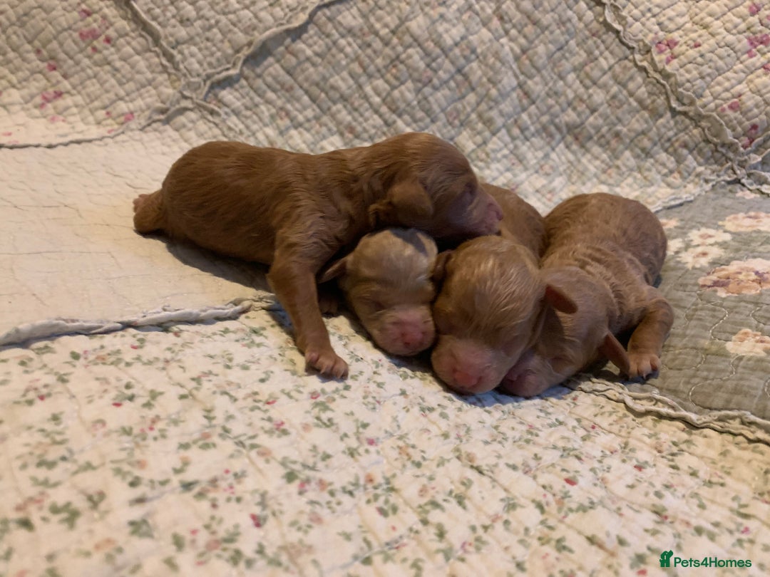 Toy Poodle dogs for sale: Red and Apricot Tiny Toy Poodles - Ready Soon - Advert 16