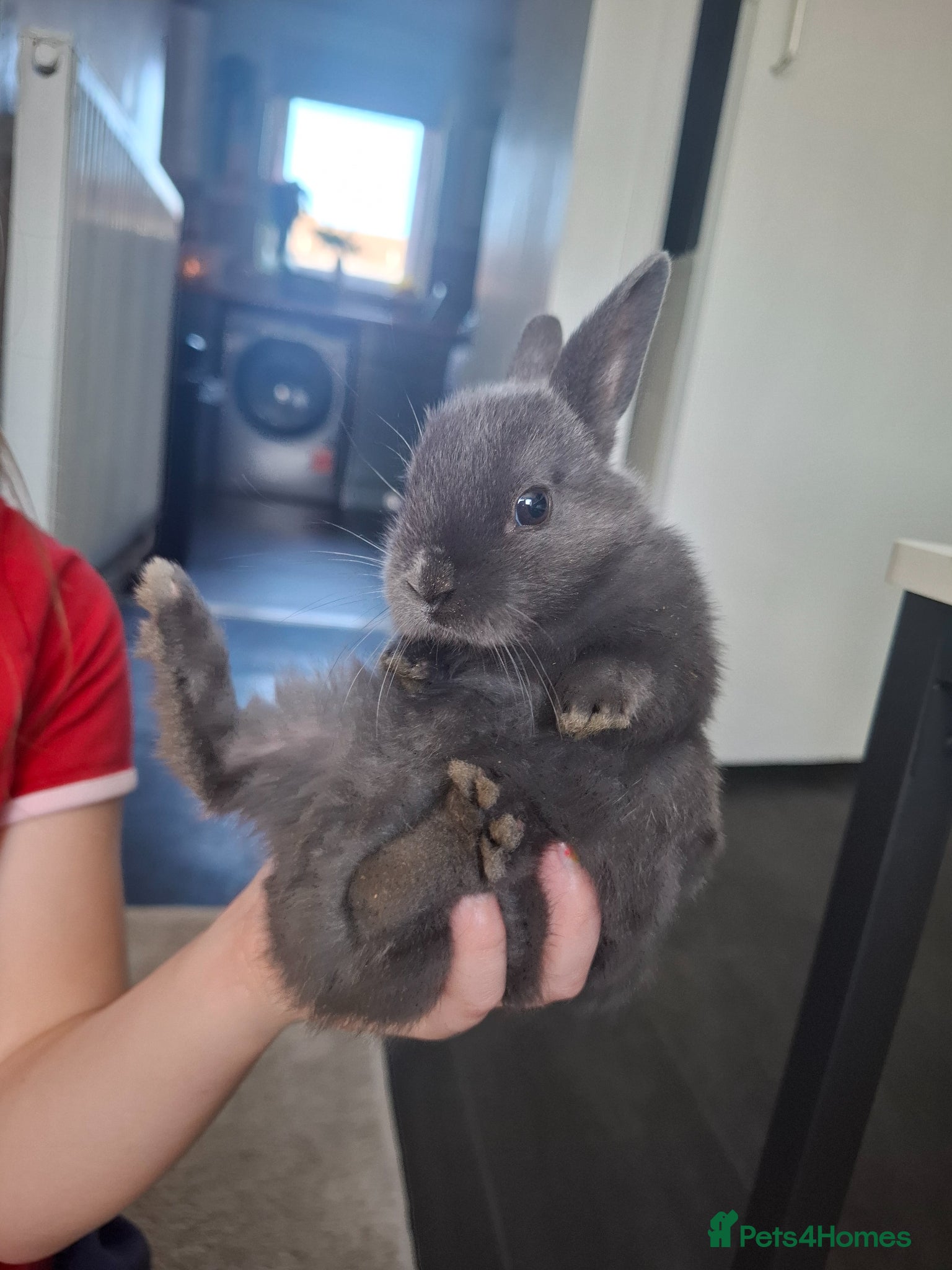 Dutch rabbits 2 beautiful grey baby rabbits left. - Advert 4