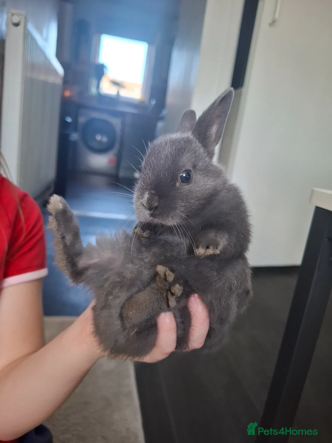 Dutch rabbits for sale: 2 beautiful grey baby rabbits left. in Grimsby - Advert 1