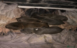 American Bully dogs for sale: Classic American pocket bullys - Image 5
