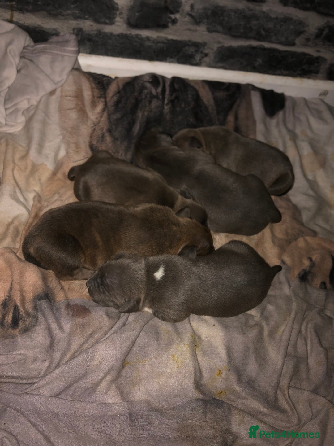 American Bully dogs for sale: Classic American pocket bullys - Image 5