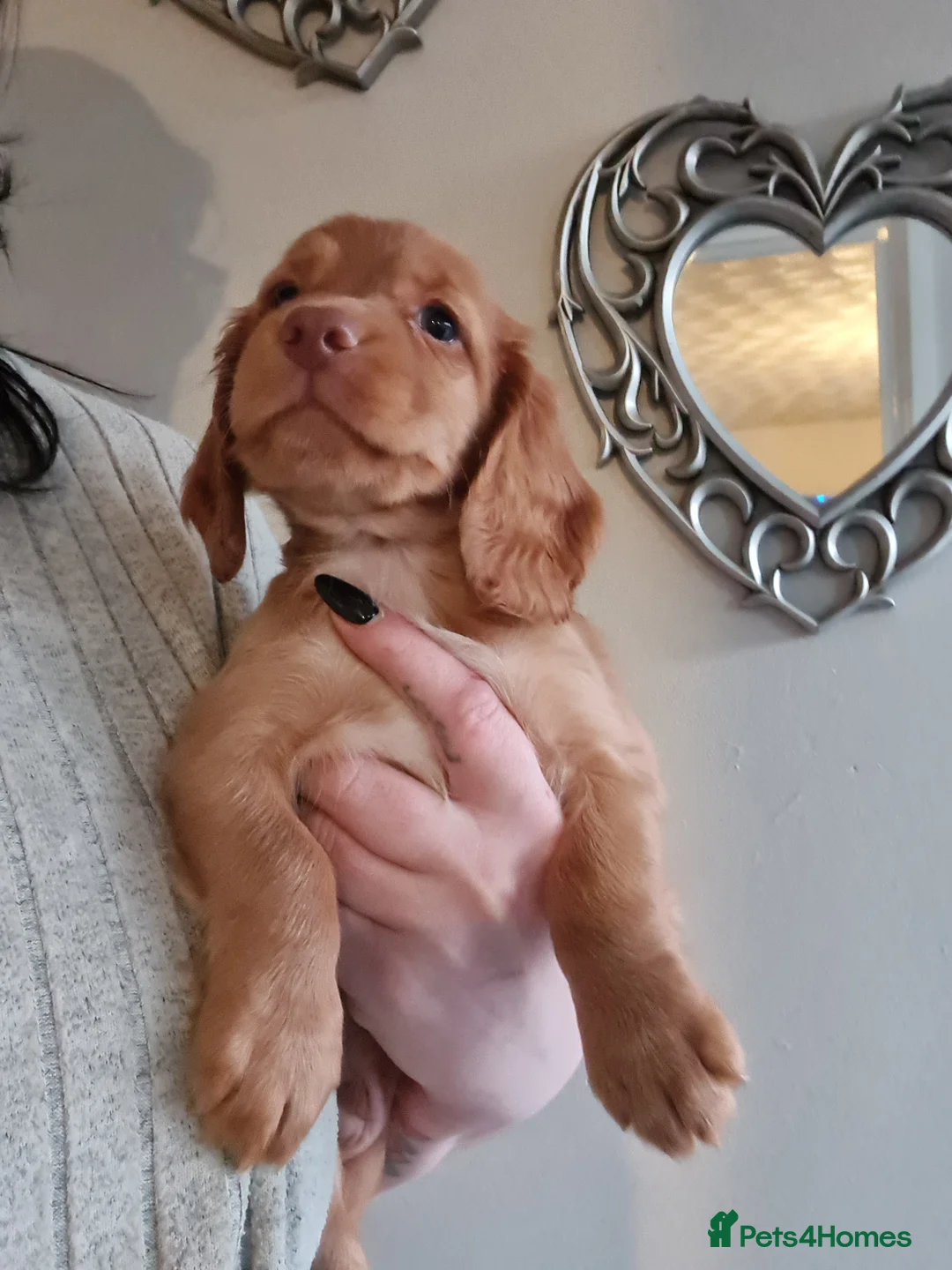 Cocker Spaniel dogs for sale: 5 Gorgeous Working Cockers - Advert 10