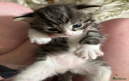 Domestic Shorthair cats for sale: BEAUTIFUL KITTENS FOR SALE, READY TO GO 29th AUG - Image 16