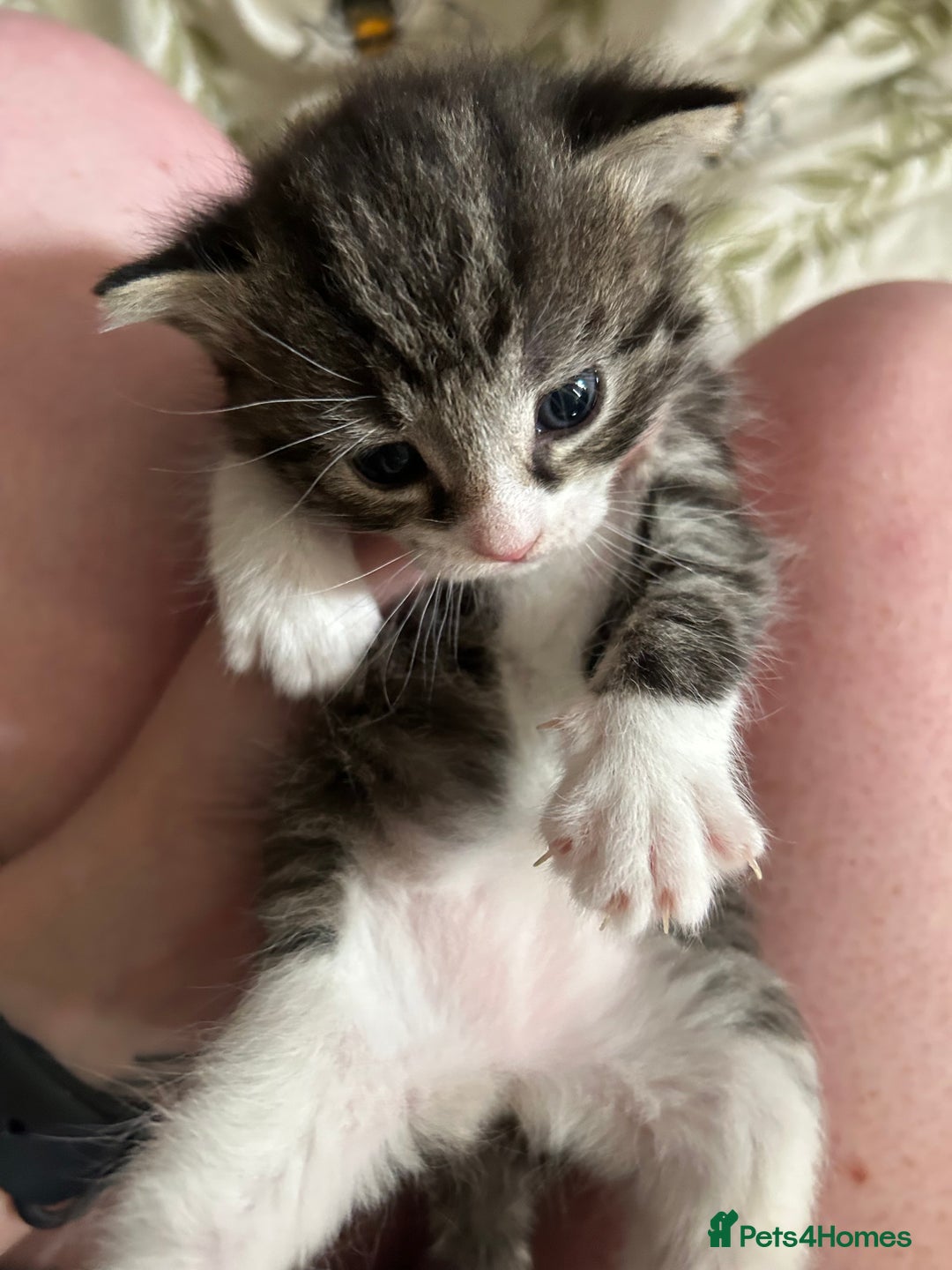 Domestic Shorthair cats for sale: BEAUTIFUL KITTENS FOR SALE, READY TO GO 29th AUG - Image 16