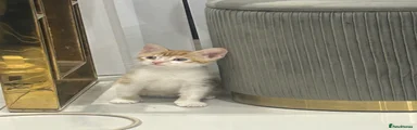 Milo