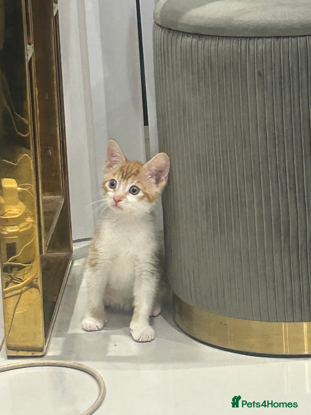 Mixed Breed cats for sale: Orange kitten 8 weeks old in London - Advert 3