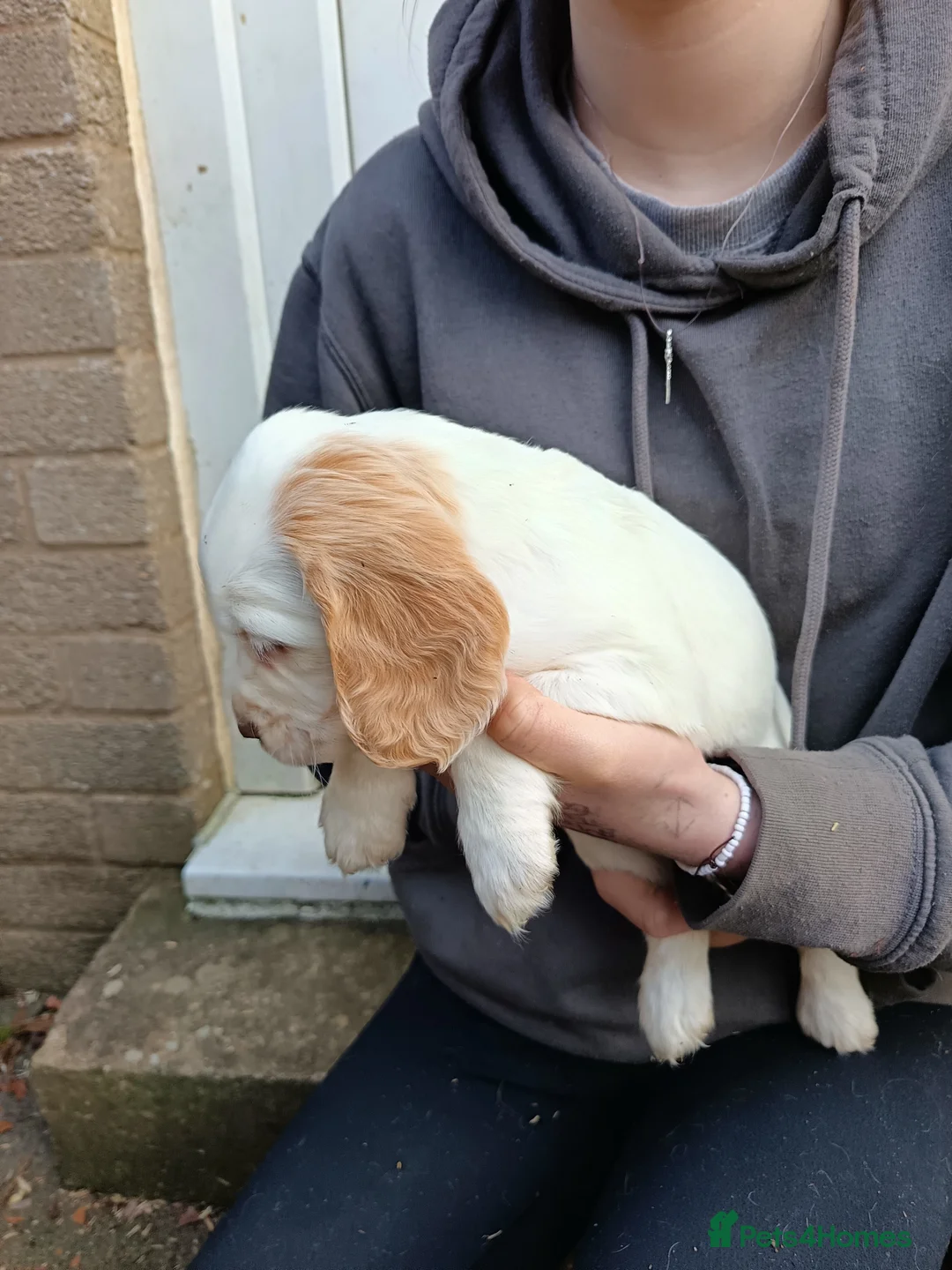 Cocker Spaniel dogs for stud: KC REGISTERED WORKING COCKER SPANIEL FOR STUD in Rhayader - Advert 17