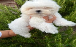 Maltese dogs for sale: Puppy - Image 2