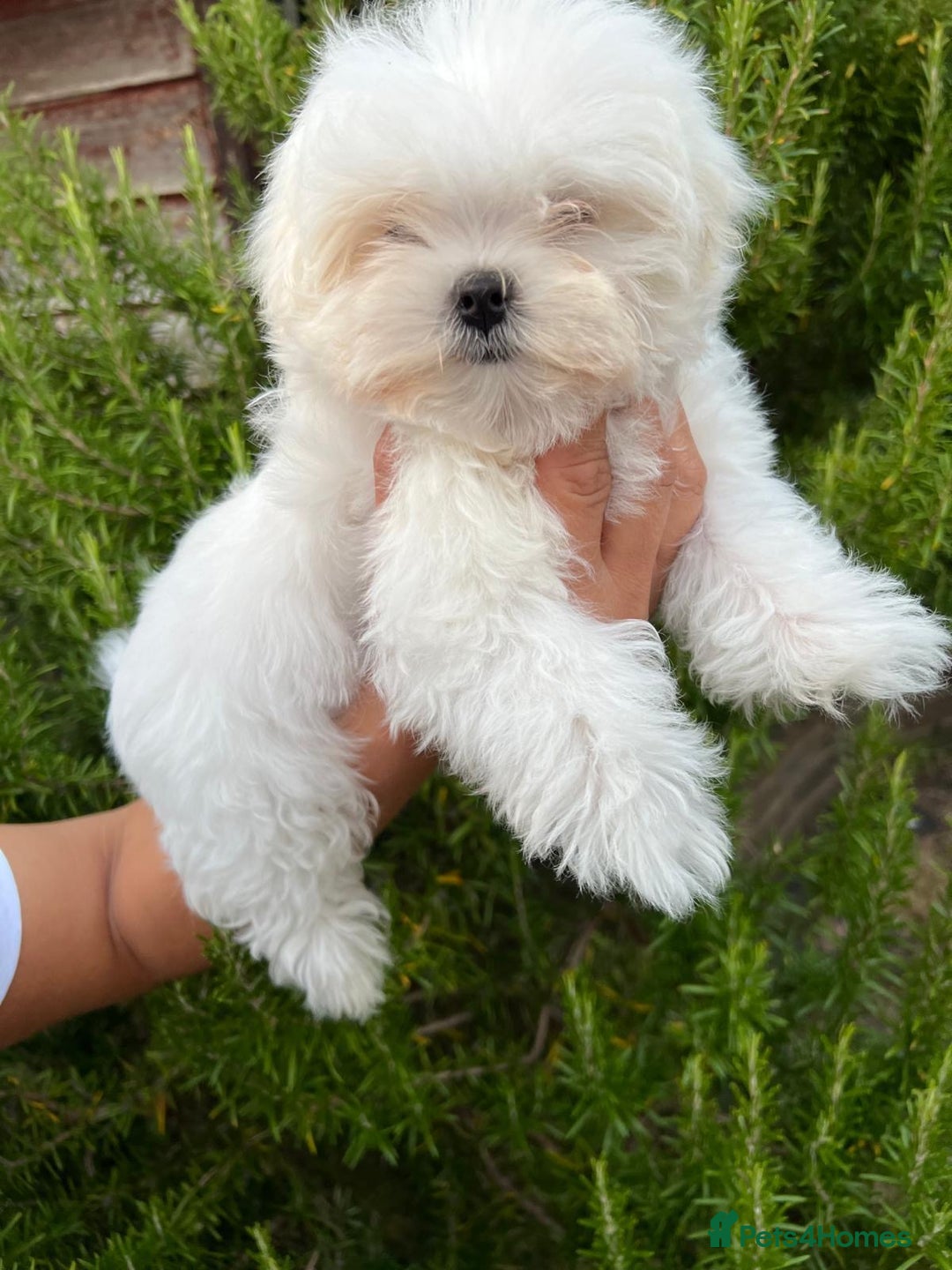 Maltese dogs for sale: Puppy - Image 2