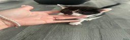 Domestic Shorthair cats for sale: Adorable domestic shorthair kittens  - Advert 7