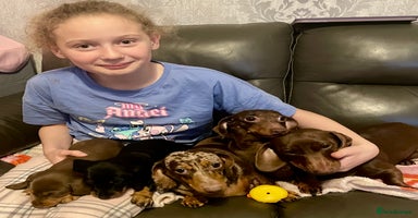 Miniature Dachshund dogs - Advert 2