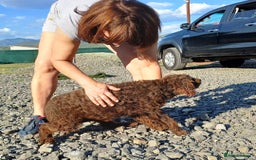 Lagotto Romagnolo dogs for adoption: DOMINO, a superb Lagotto Boy - for a Loving Home in Nottingham - Image 9