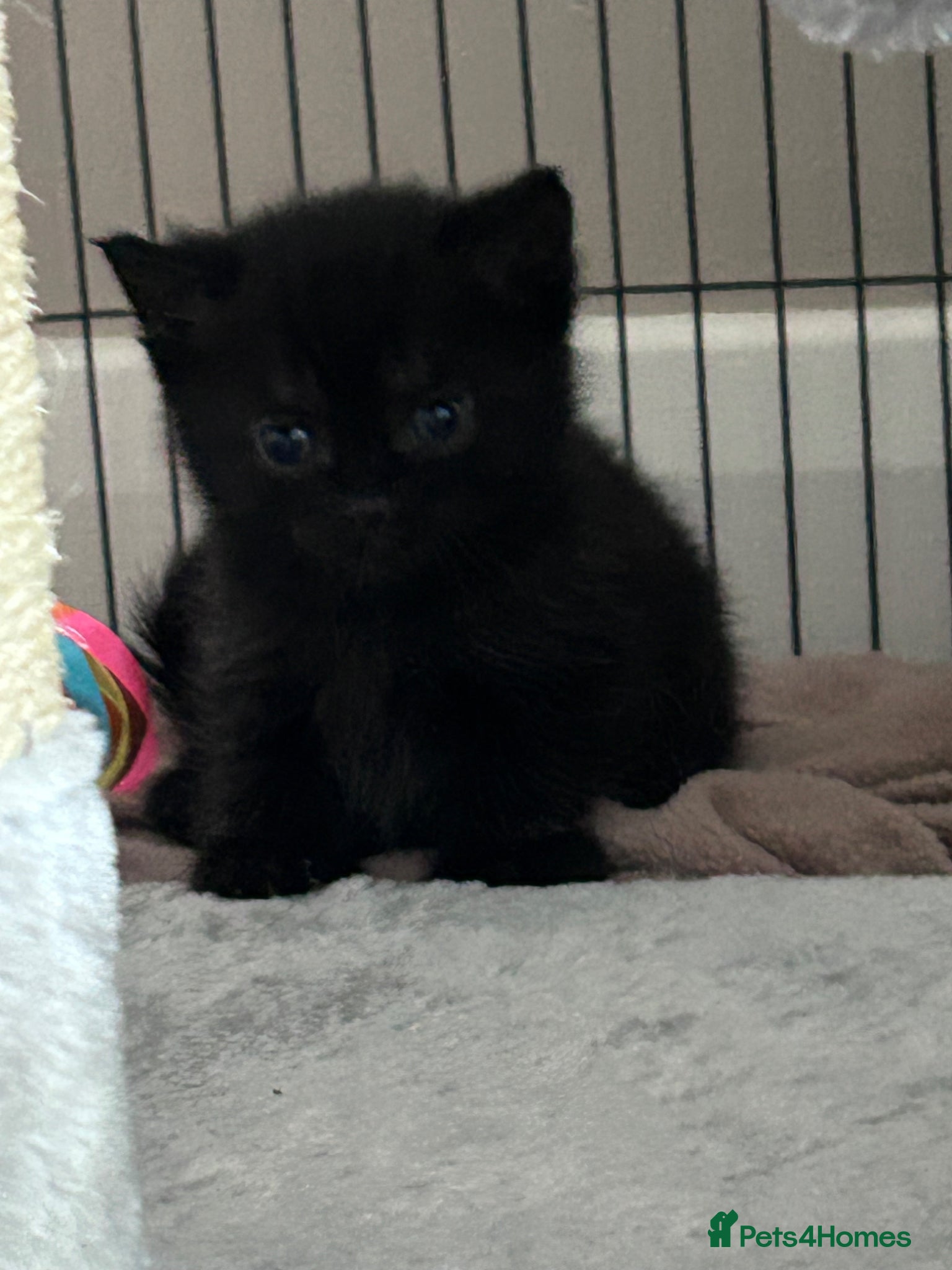 British Shorthair cats for sale: 5 British shorthair kittens  - Advert 22