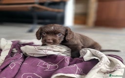 Cocker Spaniel dogs for sale: KC registered cocker spaniels - Image 24
