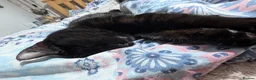 Mixed Breed cats for sale: Lovely Runa - Advert 11