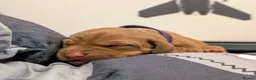 Hungarian Vizsla dogs for sale: Vizsla Puppies Looking for Their Forever Homes 🐾 in Saint Asaph - Advert 13