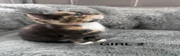 Mixed Breed cats for sale: Kittens 1/4 Maine coon.7 weeks and ready to leave. - Advert 13