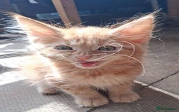 Maine Coon cats for sale: Maine coon  - Image 13