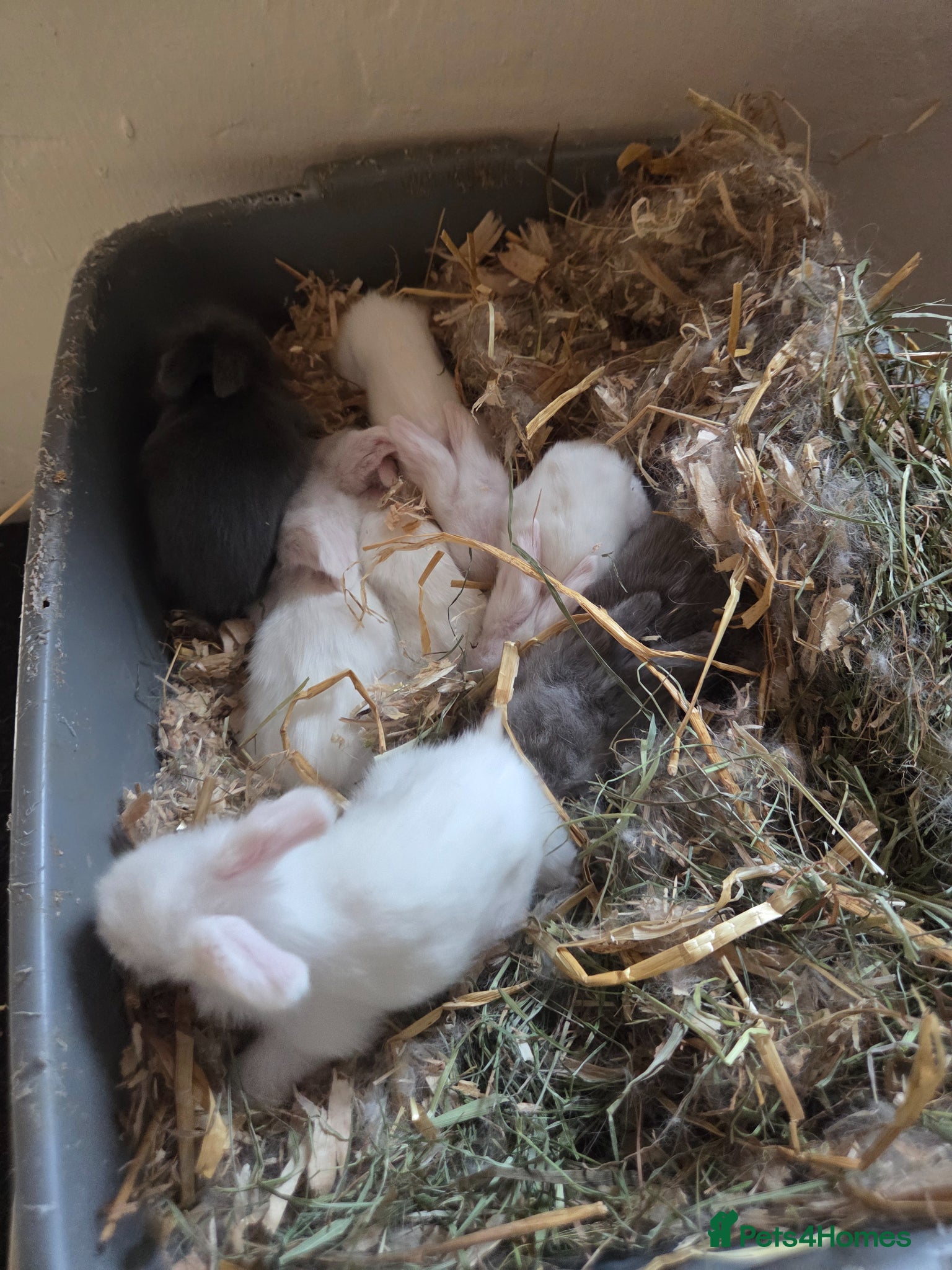 Angora rabbits for sale: Teddywidders - Advert 2