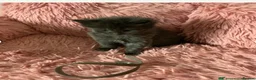 Maine Coon cats for sale: 💖💙Beautiful Ragcoons Ready Today💙💖 - Advert 29