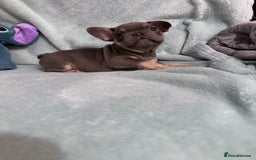 French Bulldog dogs for sale: 5 Male French Bulldog Puppies - Image 19