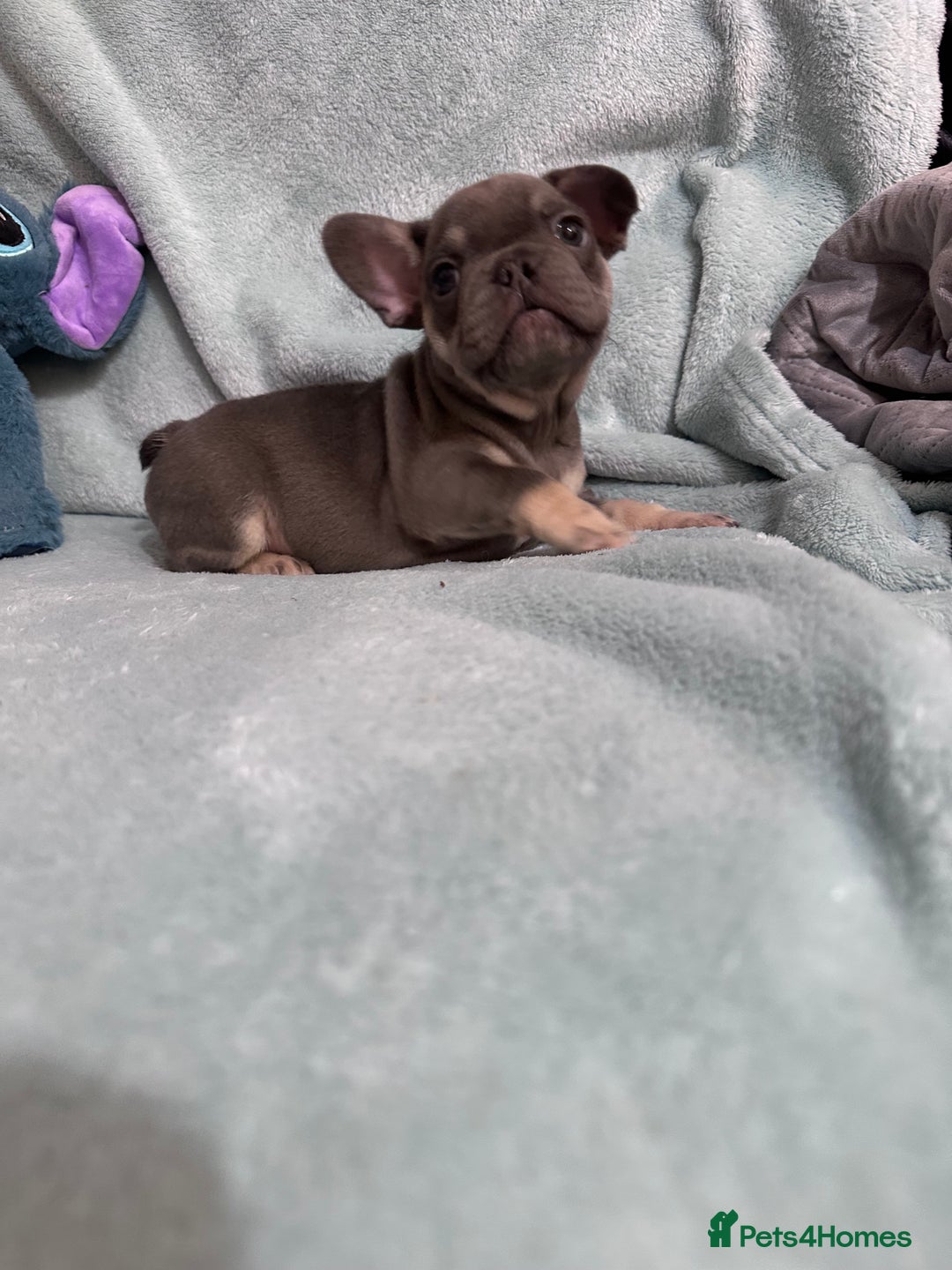 French Bulldog dogs for sale: 5 Male French Bulldog Puppies - Image 19