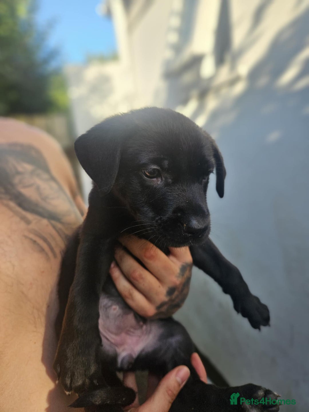 Mixed Breed dogs for sale: Light Green - Puppies for sale  - Image 6