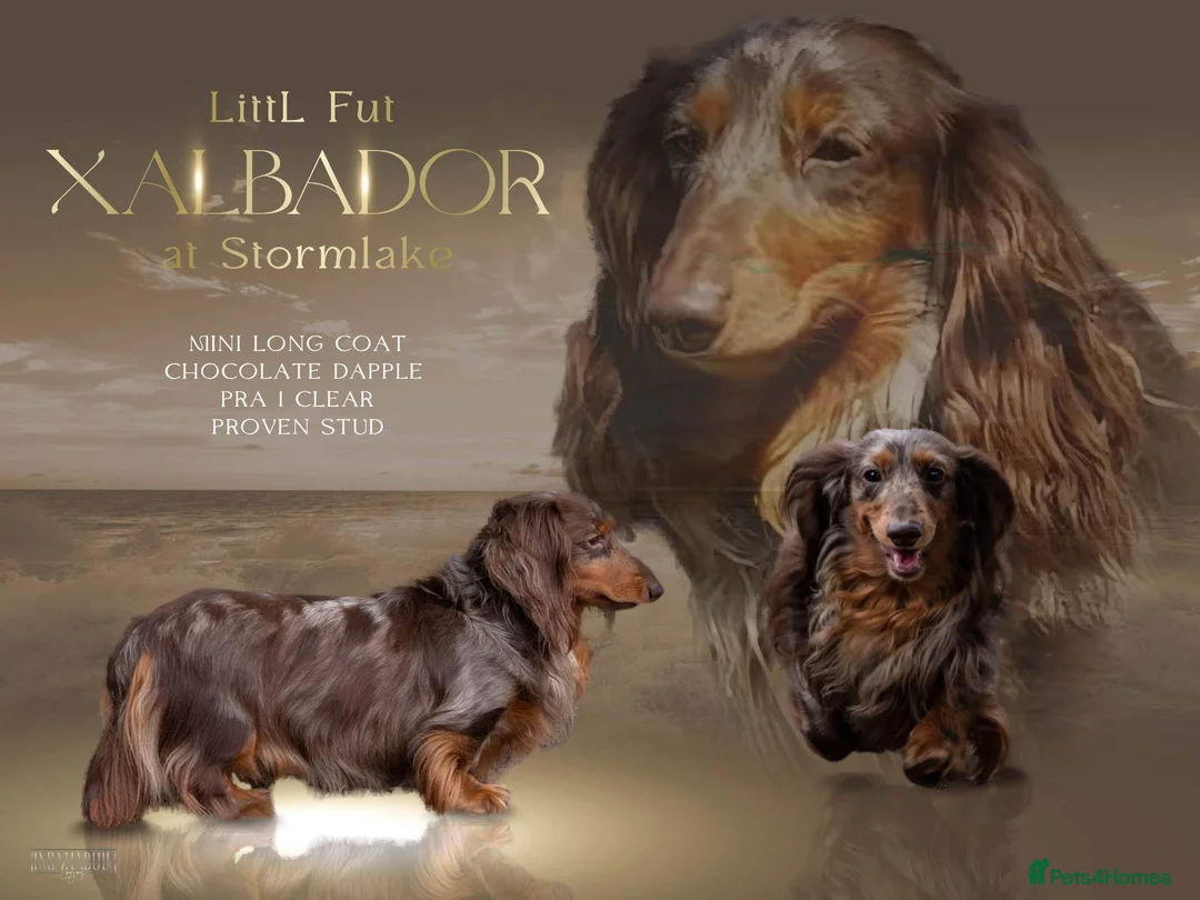 Dachshund dogs for stud: *STUD* Minature Long Haired Dachshund PRA 1 Clear in Waltham Abbey - Advert 3