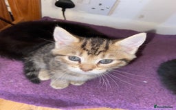Bombay cats for sale: beautiful kittens looking for a happy safe home's  - Image 3