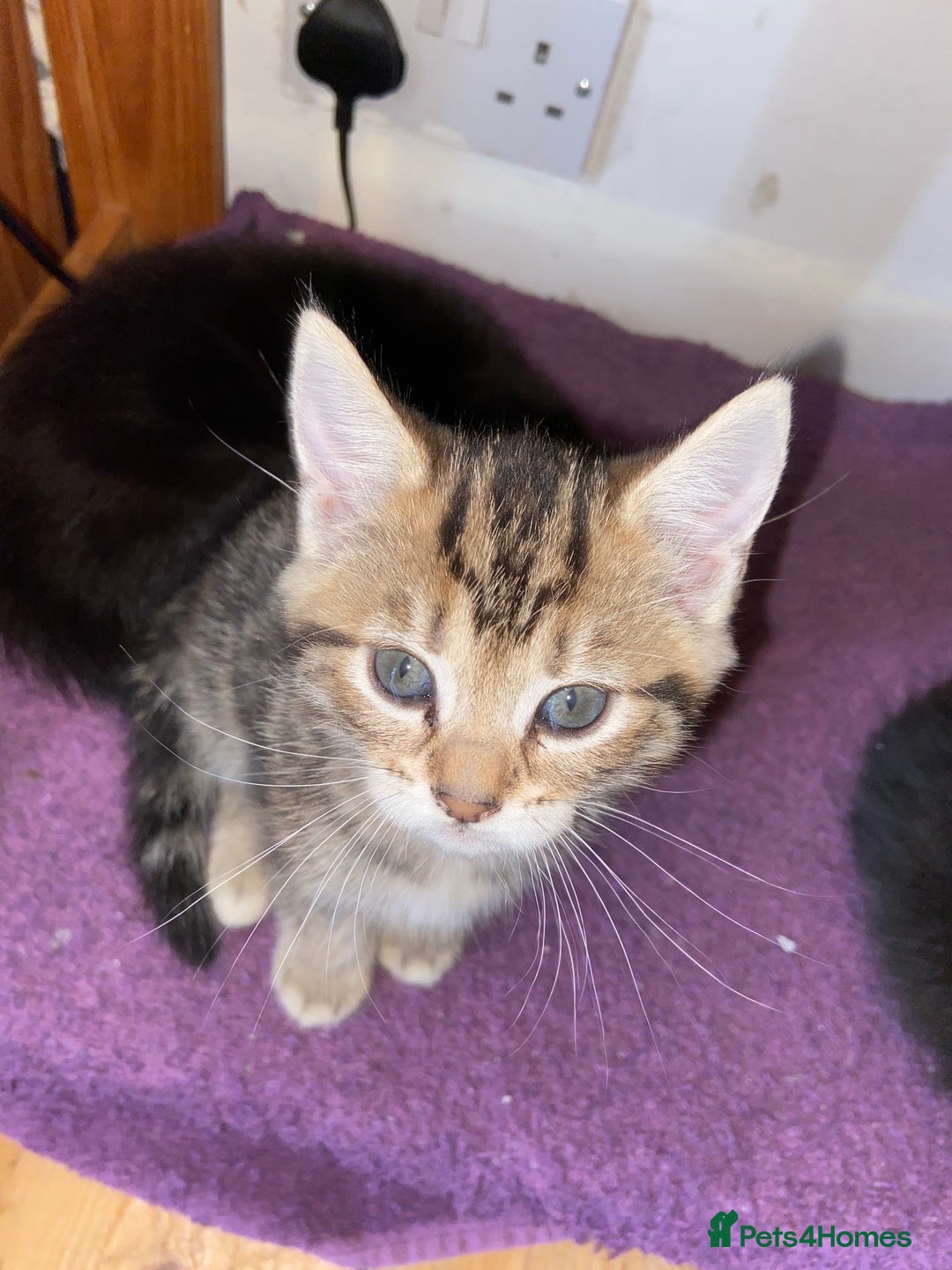 Bombay cats for sale: beautiful kittens looking for a happy safe home's  - Image 3