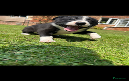 Border Collie dogs for sale: Gorgeous Border Collie Puppies  - Image 8
