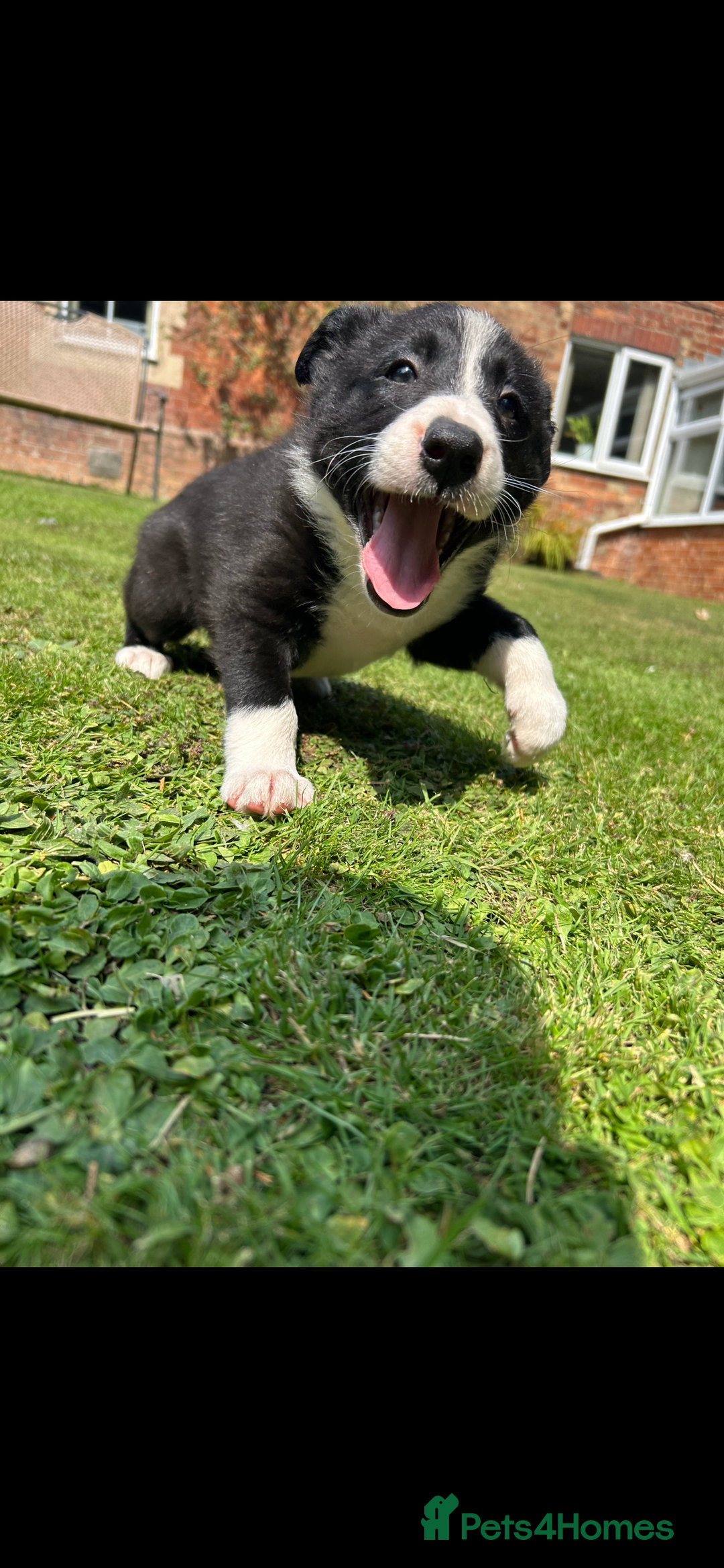 Border Collie dogs for sale: Gorgeous Border Collie Puppies  - Image 8