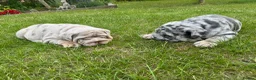 English Bulldog dogs for sale: Top Quality English Bulldog Pups Not Your Usual  in Colchester - Advert 18