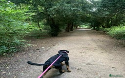 Rottweiler dogs for sale: Rottweiler female 6months - Image 7