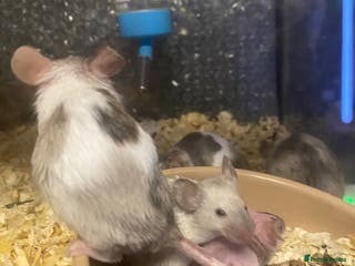 Mouse rodents 27 mice - Advert 1