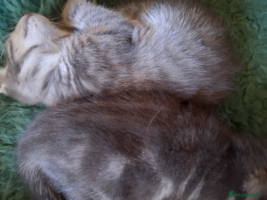 Mixed Breed cats for sale: Awesome Spotty Dotty Silver  Blue Bengal x Kittens - Image 20