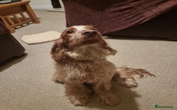 Cocker Spaniel dogs for sale: 10 month old Golden Cocker Spaniel for sale - Image 2