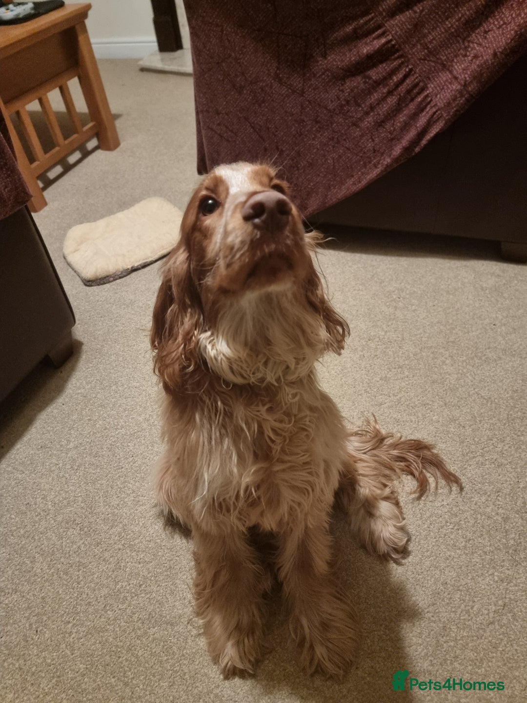 Cocker Spaniel dogs for sale: 10 month old Golden Cocker Spaniel for sale - Image 2