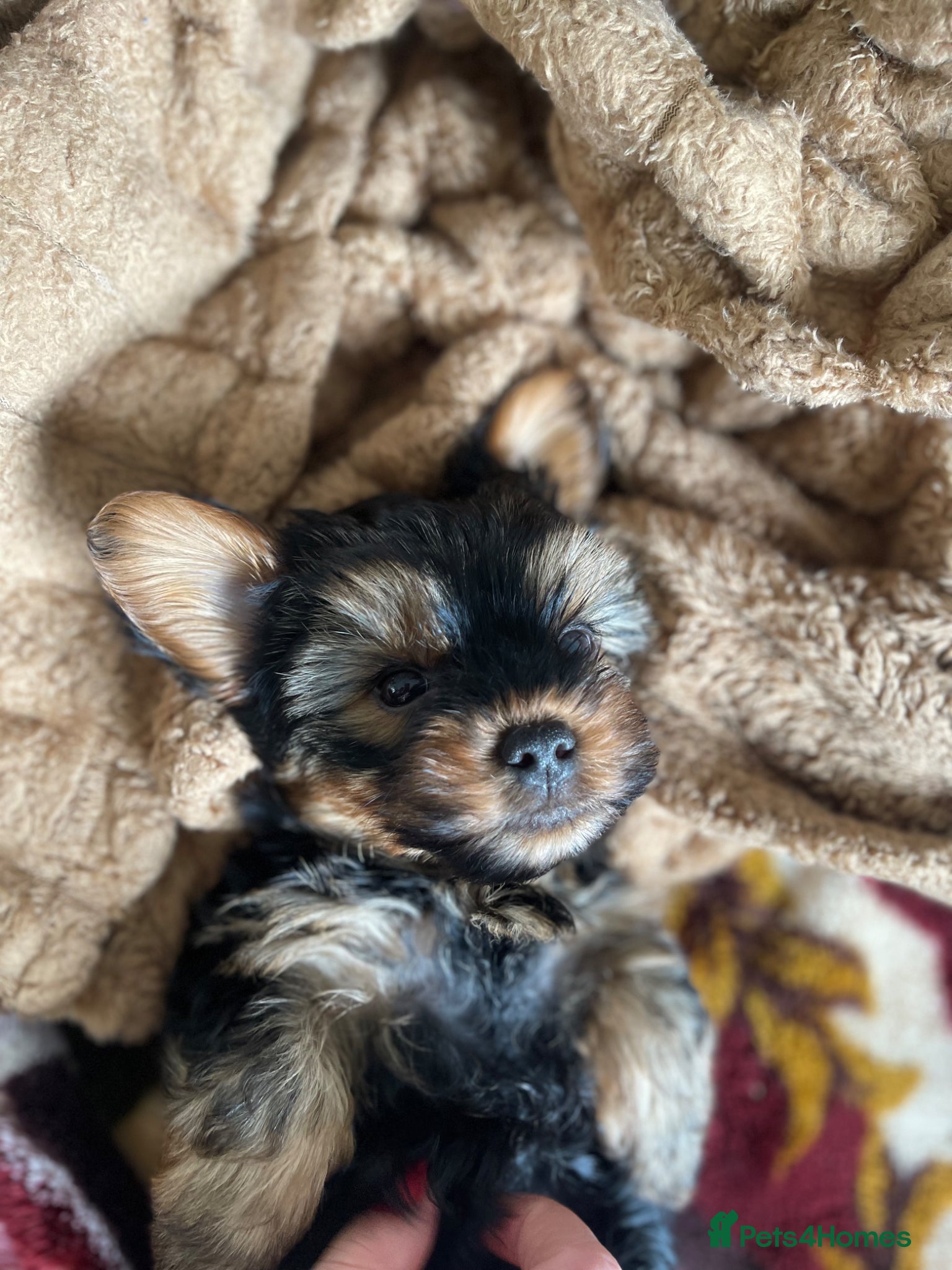 Yorkshire Terrier dogs Yorkshire Terriers for sales.  - Advert 7