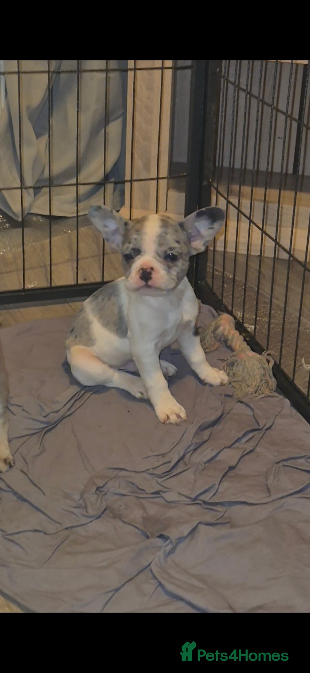 French Bulldog dogs for sale: 5 french bulldogs left!! Ready now! - Advert 5