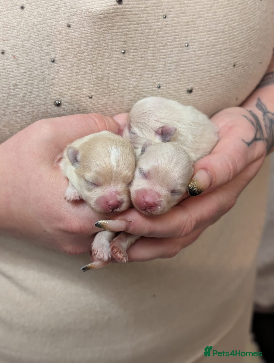 Pomeranian dogs for sale: Beautiful tiny Pomeranian girls  ONE LEFT  - Advert 22