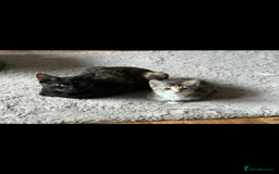 Mixed Breed cats for sale: 2 kittens  - Image 3