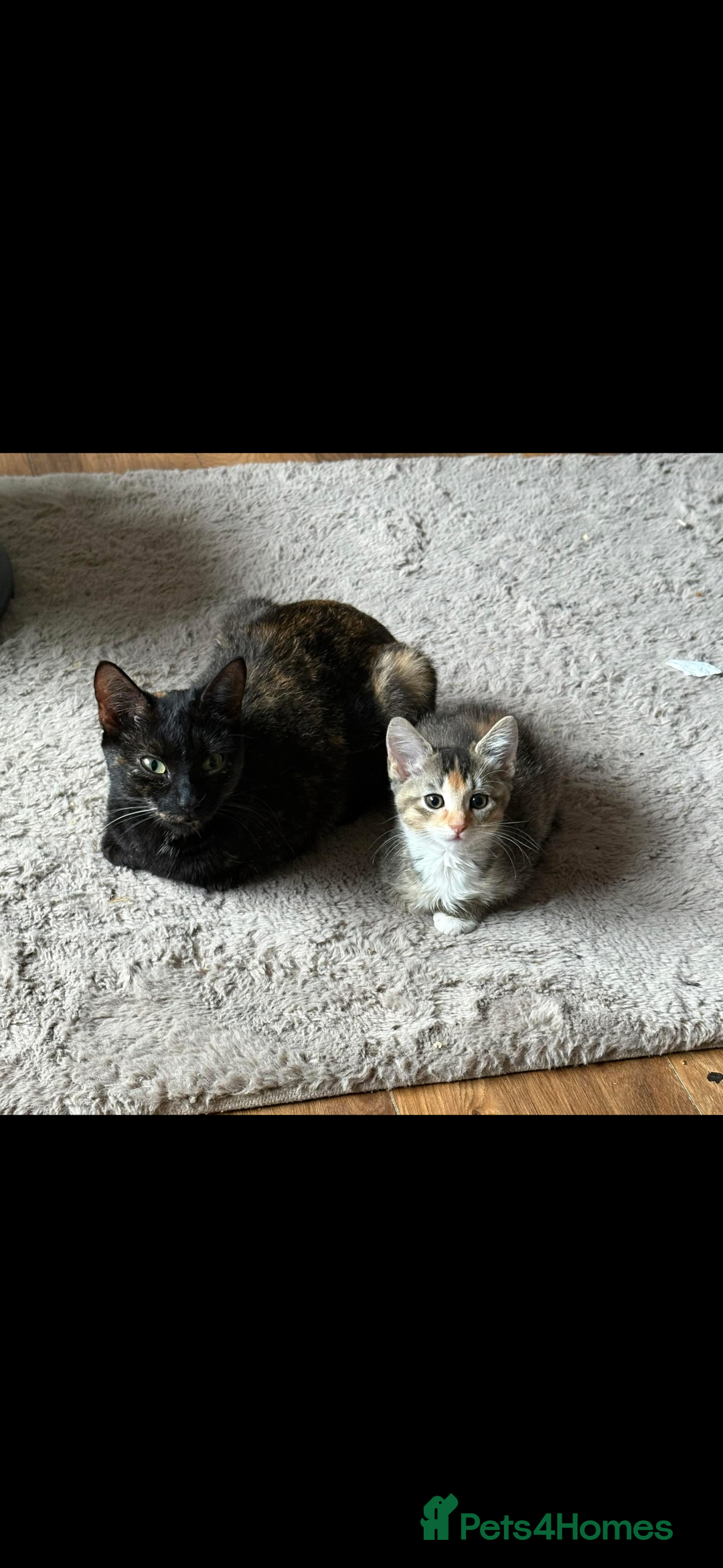 Mixed Breed cats for sale: 2 kittens  - Image 3