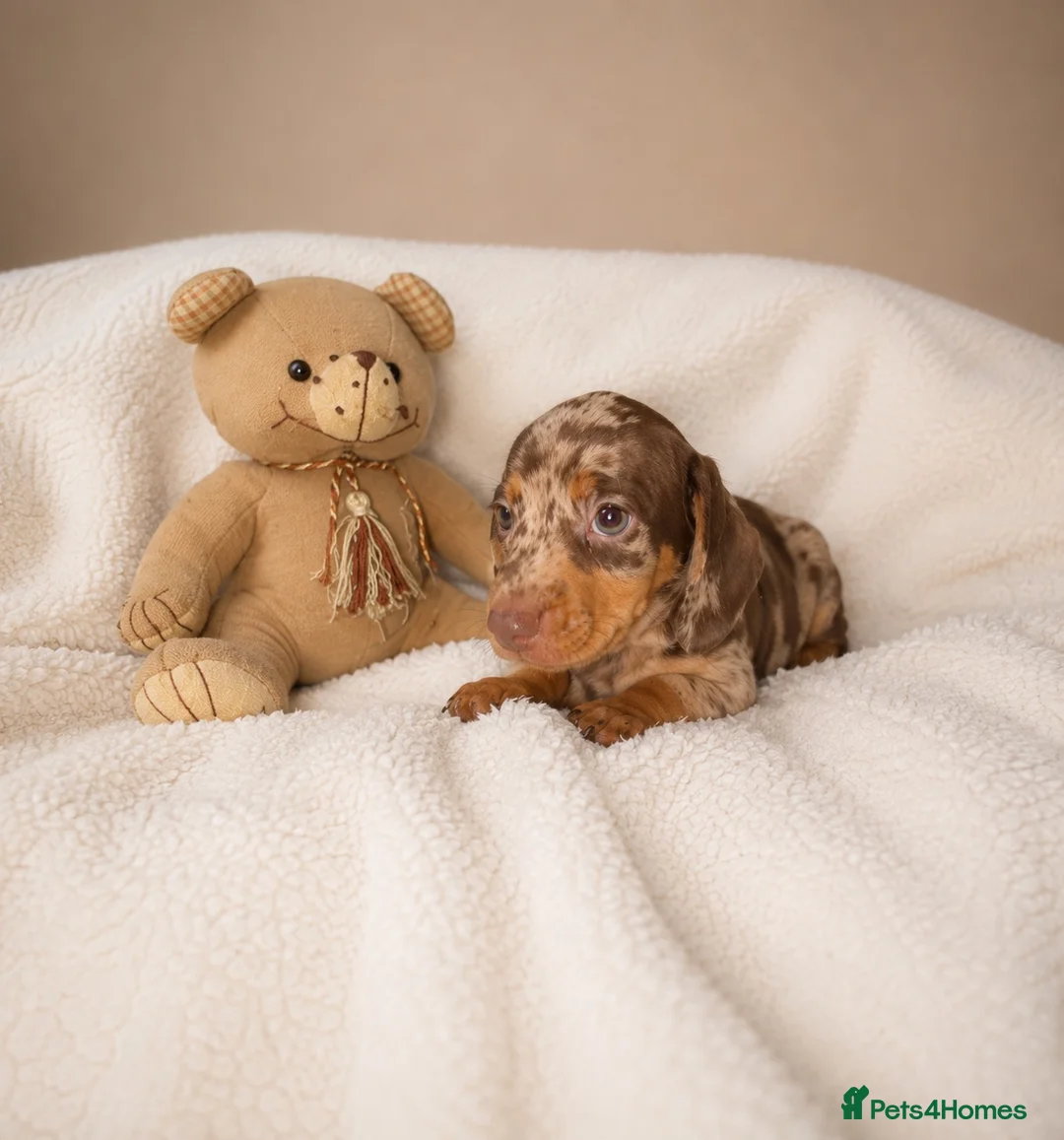 Miniature Dachshund dogs for sale: Miniature dachshund  - Advert 12