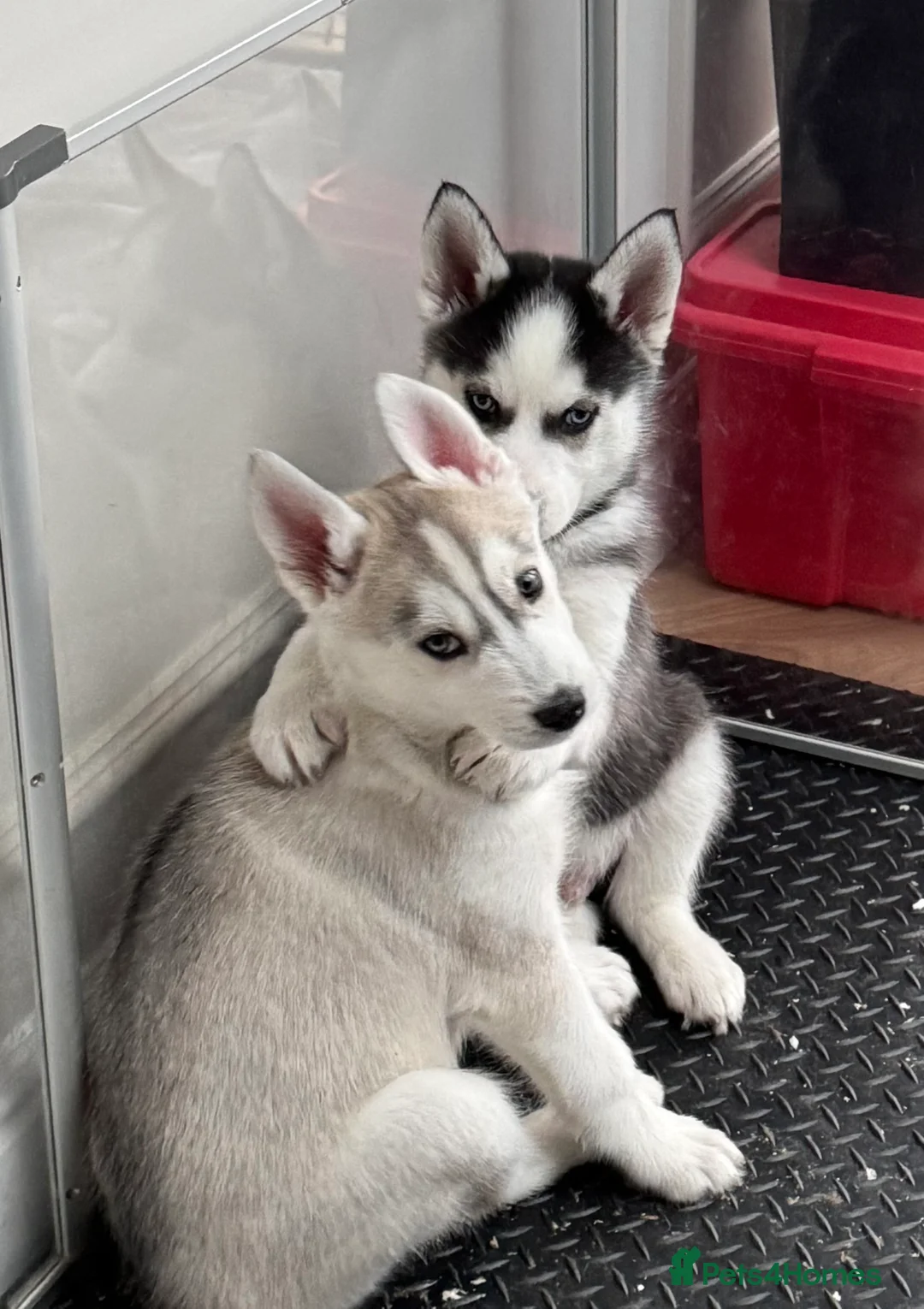 Siberian Husky dogs for sale: 1 KC REG SIBERIAN PUP LEFT (BOY)READY NOW - Advert 16