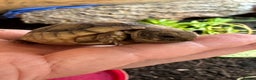 Tortoise reptiles for sale: 2025 Marginated tortoise hatchlings for sale  - Advert 3