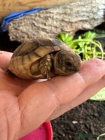 Tortoise reptiles - Advert 6