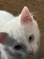 British Longhair cats Vaccinated, Neutered & Chipped Kitten - Advert 1